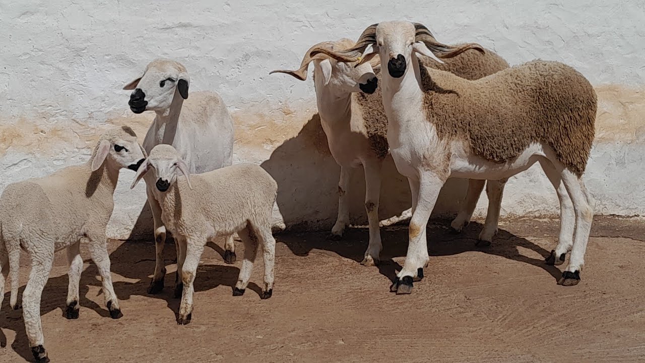 سلام عليكم كين 2حولا طوب💯ونعجا متوما وضرا بتاريخ7.3.2025الهاثف0667459857🤲