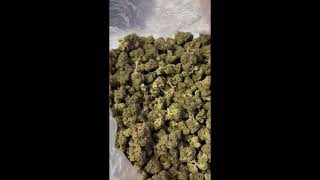 Cheapest THCA Pounds? | Master Distributor Hemp Market Documentary