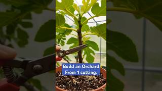 How 1 Stick Becomes a Fig Orchard 🌿Stop Buying Trees: Use This 1 Cutting. The Secret to 100% Success