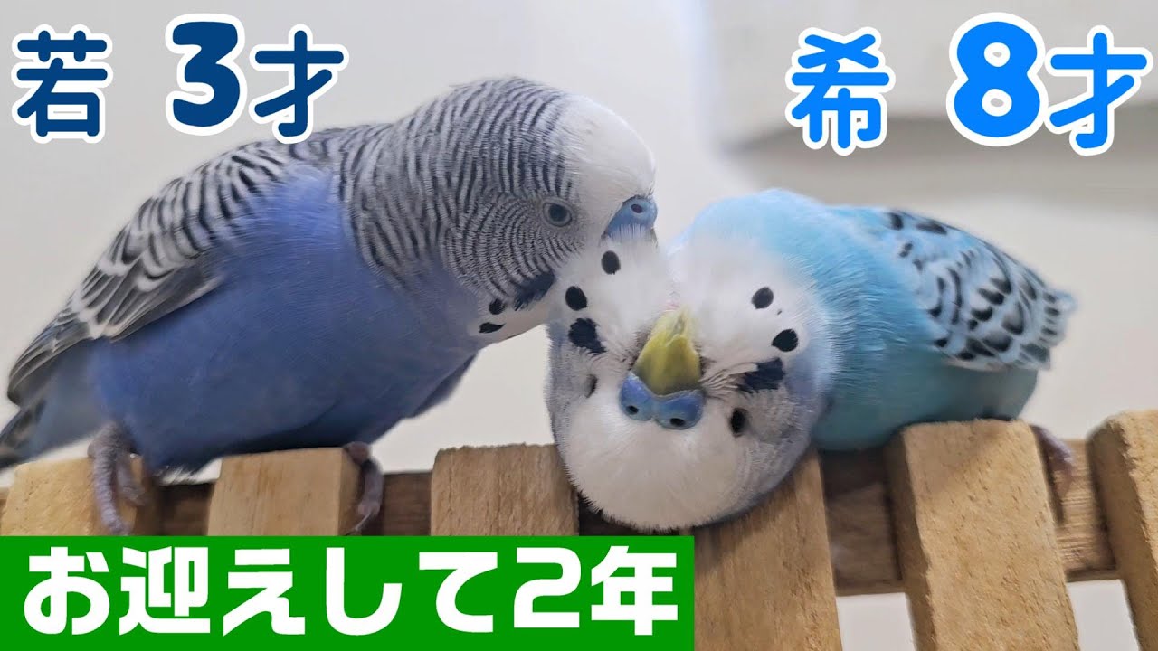 里親募集サイトで出会ったセキセイ お迎えして2年が経ちました 希と若