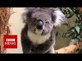 New video by BBC News on YouTube