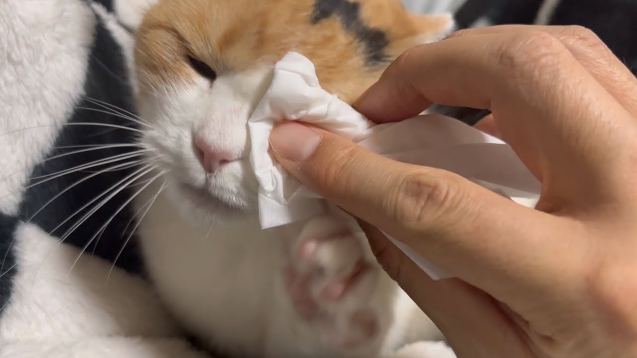 三毛猫】寝る前のお手入れに余念がないミケ（2025年12月20日） - YouTube