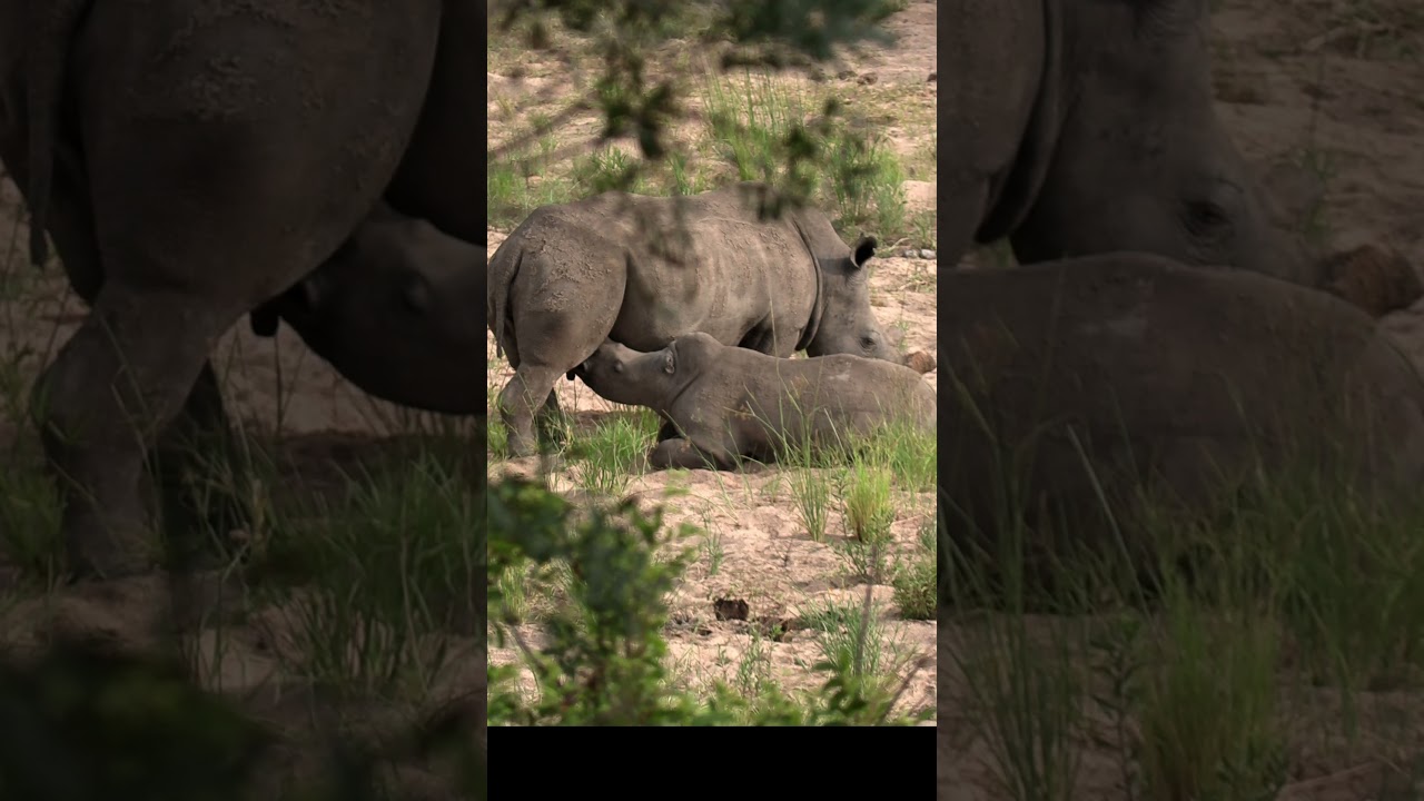 Rhino Calf suckling 