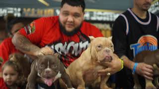 Details Micro Bully Expo 3 Update