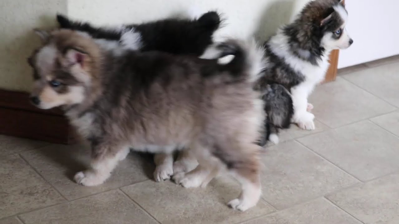 Pomsky Puppies For Sale