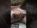 Mammary gland tumor and wound adjacent to it .severe pruritis lead to wound dehiscence in suture.