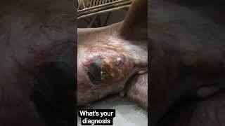 Mammary gland tumor and wound adjacent to it .severe pruritis lead to wound dehiscence in suture.