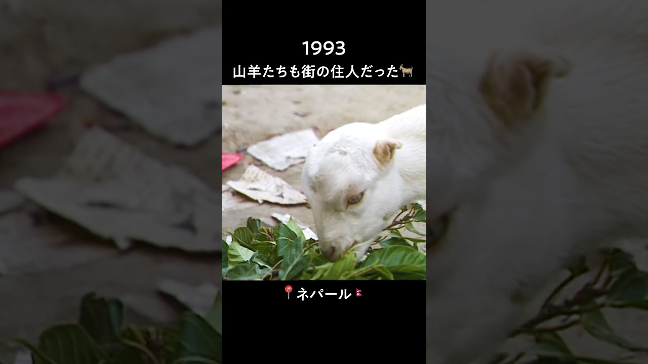 1993年、ネパールの日常に溶け込むヤギたち🐐✨ #タイムスリップ