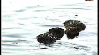 Guipar Els Castors Damagat