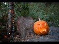 Halloween at the BOO-tanical Garden!