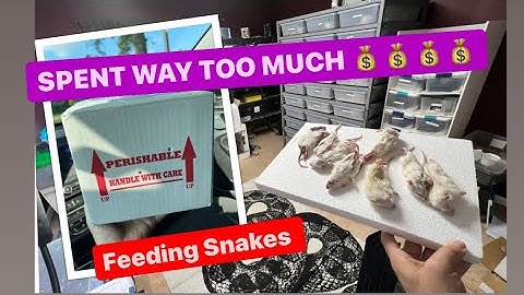 Unboxing Reptiles  -ENCHI CLOWN PIED BALL PYTHON  by Brock Wagner -  FEEDING SNAKE !!!!!