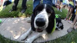 Alien Dogs From Other Planets Visit Earth For Ufo Festival