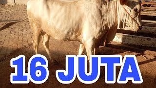 SAPI JANTAN HARGA 16 JUTA DI PASAR HEWAN PELAIHARI