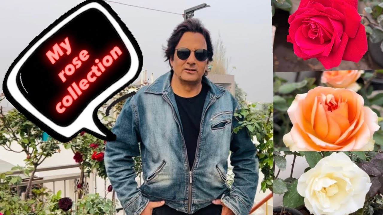 My rose collection | variety of roses 