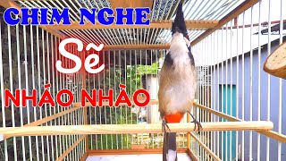 Chào Mào Kích Bổi Lên Lửa | ÂM KÍCH - Kích Chào Mào ỨC CHẾ Luyện Chào Mào Hót Đấu Căng Lửa. chao mao