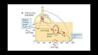 Cardio-Pulmonary: Ventilation-Perfusion (0 to infinity) and Vol-Flow loops