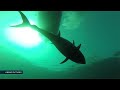 Tuna Fishing Club responds to concerns over Gibraltar's Atlantic bluefin tuna quota