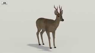 Roe Deer Low Poly 3D model by 3DModels.org
