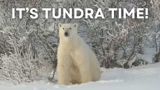 It’s Tundra Time! | Tundra Connections