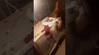 Kachay anday ka behtreen elaaj || treatment of soft shell egg || Rahim Yar Khan Fancy Poultry screenshot 5