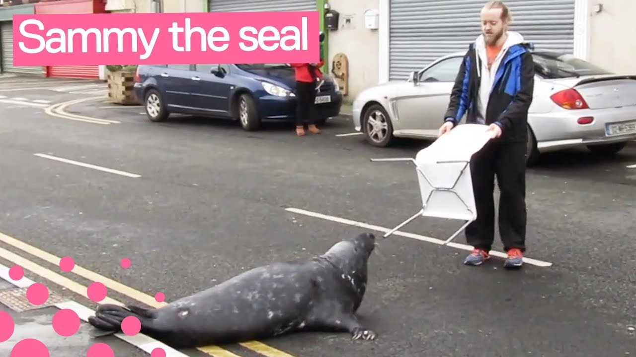 Sammy The Seal Begs For Fish In Wicklow Town Ireland Youtube