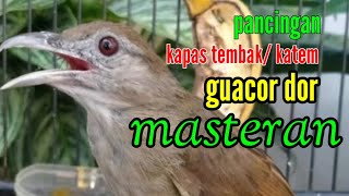 Besetan gacor panjang.burung katem kapas tembak gacor