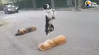 Smart Dog Hops Right Over His Friends