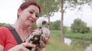 Steunpunt Bruine Kiekendief