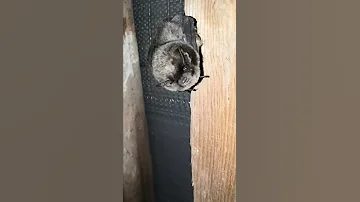 Летучая мышь позирует (Ночница Иконникова) Myotis ikonnikovi