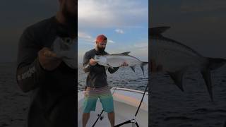 Inshore Tarpon with Zenaq Fokeeto FC 73-3 Twitch