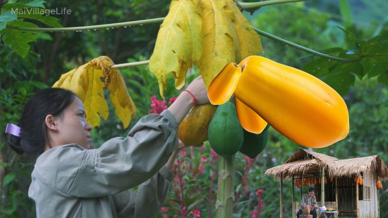 Жизнь вне сети – Сбор папайи и традиционное приготовление мяса, завернутого в листья | Vang Mai