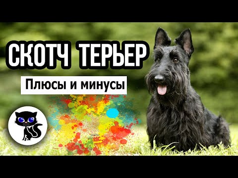 ✔ Скотч терьер: о плюсах и минусах этой породы собак