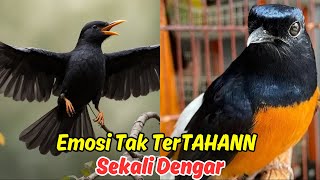 TERUNGKAP! Rahasia Masteran Murai Batu Agar Cepat Ngeplong!