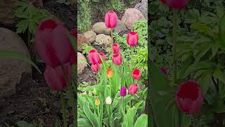 This garden combination works every single time #flowerstagram #garden #gardening
