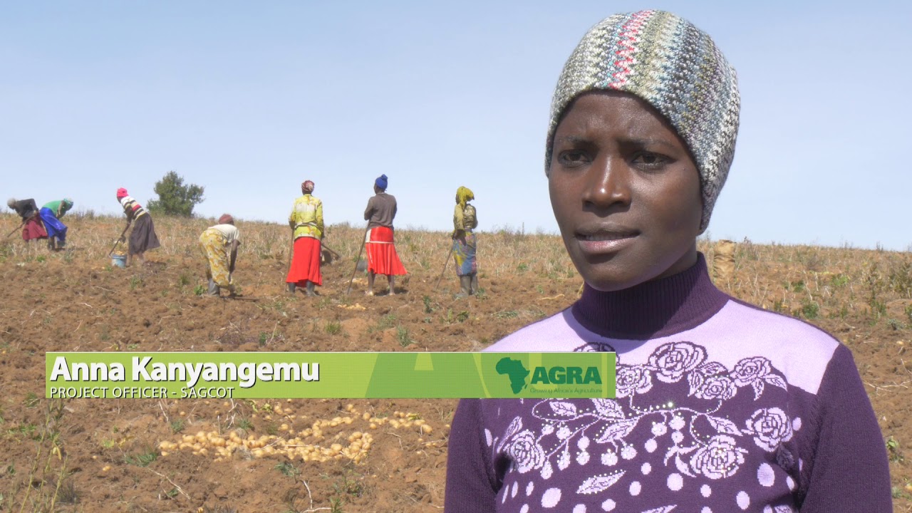 SSTP Case study: Transforming potato production in Tanzania’s south growth corridor
