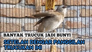 trucukan gacor UNTUK pancingan TRUCUK LAIN paling AMPUH bikin NYAUT JADI RAJIN BUNYI SEKETIKA