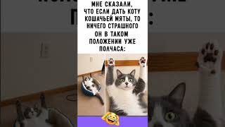 Кот после мяты с #юмор #мем #смех #приколы #жиза