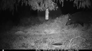 An der Futterstelle  Besuche im Oktober