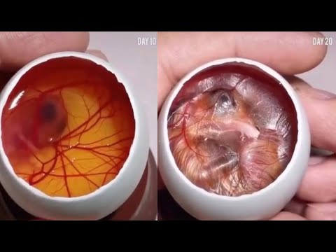 वीडियो: डिकॉउप तकनीक का उपयोग करके अंडे कैसे सजाएं