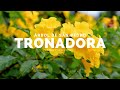 Arbol de San Pedro - Tronadora