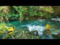 Birdsong in the Forest LIVE 🐦 Relaxing Nature Sounds for Sleep, Study &amp; Focus (No Music)