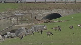 Orchard Park promises non-lethal goose control