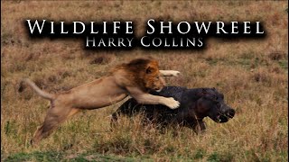 Wildlife Cinematography Showreel  Harry Collins