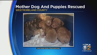 Humane Society Asking For Donations