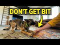How to Stop Dog Aggression Without Getting Bitten