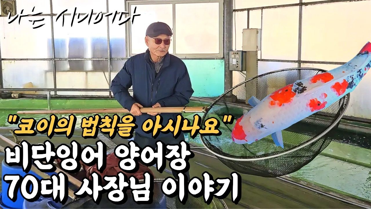 1000만원 짜리 물고기를 판매하는 70대 비단잉어 양어장 사장님이야기
