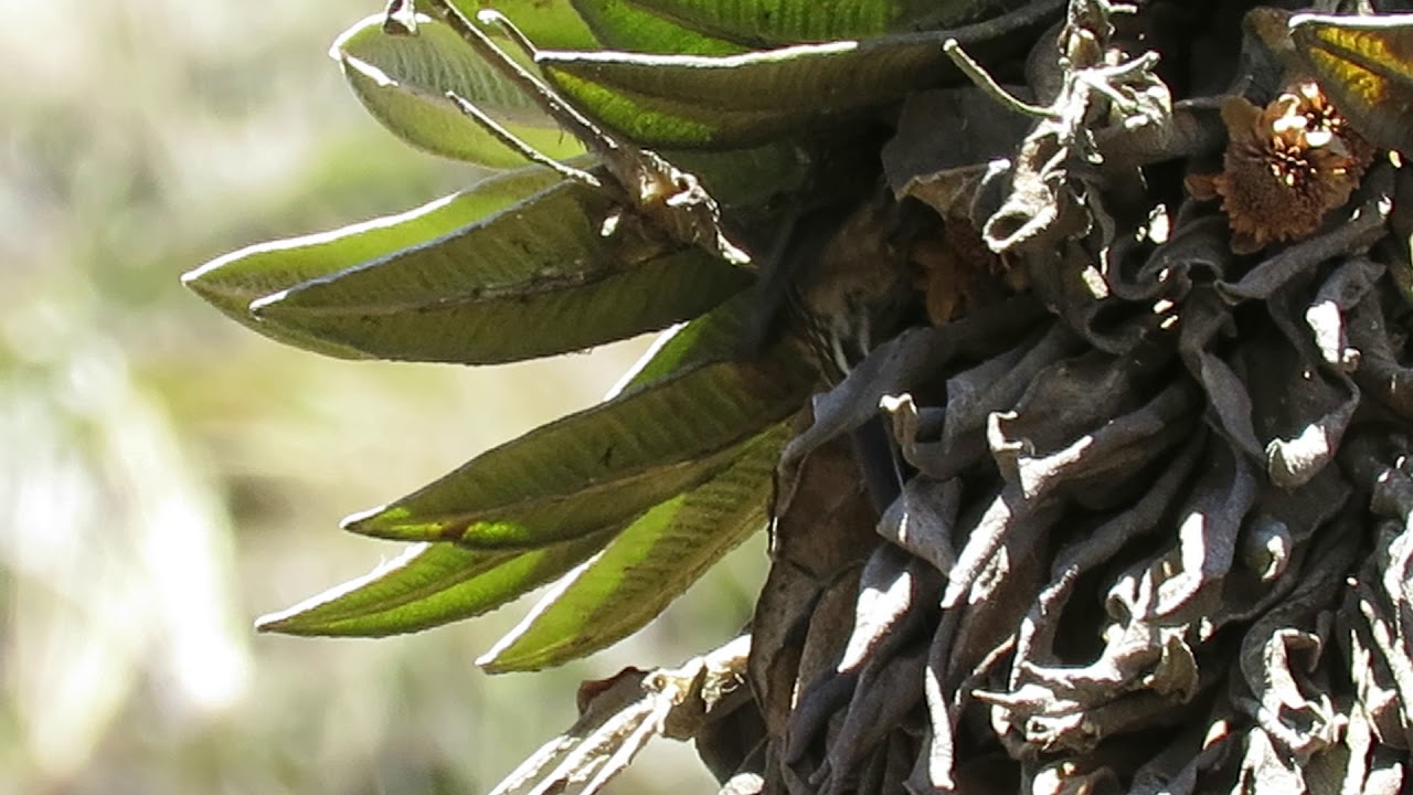 Andean Tit-Spinetail, Nevado Del Ruiz NP, Colombia, Feb 2018
