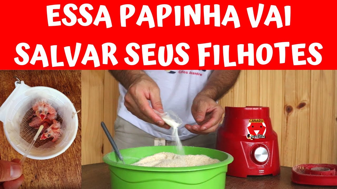 COMO FAZER PAPINHA CASEIRA PARA FILHOTES DE PÁSSAROS