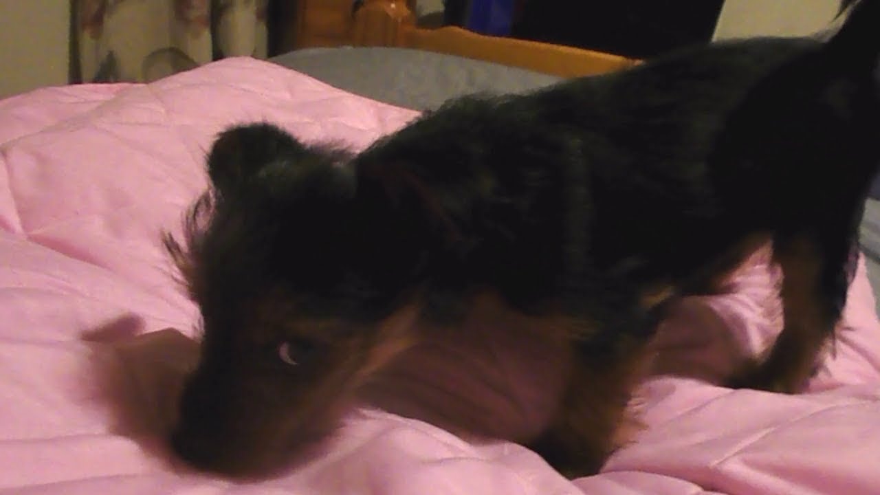 doom metal Our New Puppy - Ellie Baby