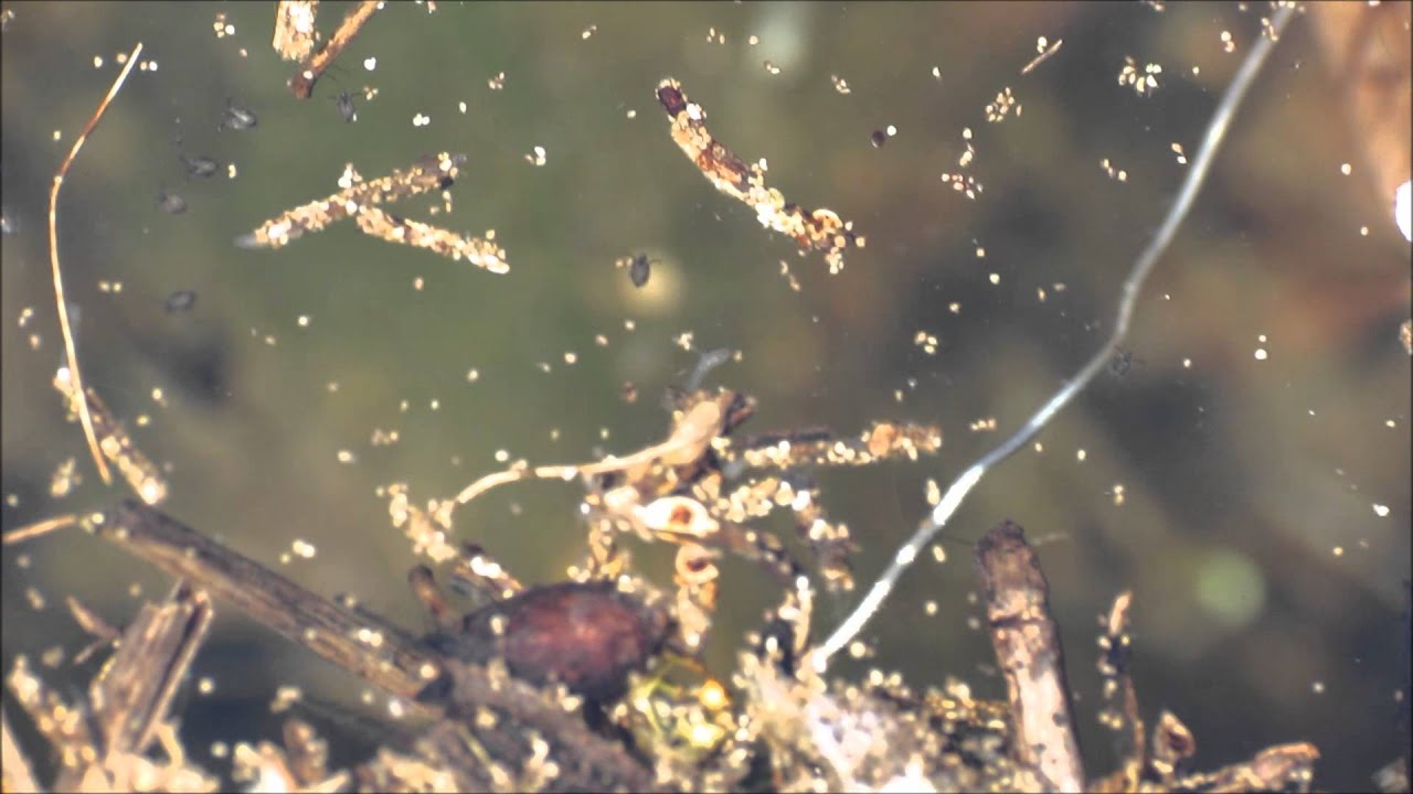 Freshwater tube worm (Aulophorus vagus) YouTube